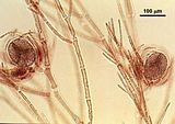 7 - Dettaglio delle tetrasporocisti